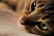 猫之城最新爆料视频网站,最新爆料视频网站带你探秘喵星人的网络世界